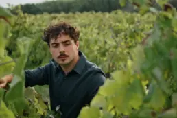 Man looking vine bush examining vineyard at harvesting close up