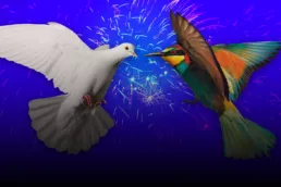 Europa wird mehrstimmig - white dove and a colored bird on a fireworks background