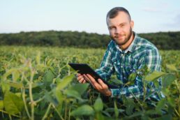 A farmer agronomist inspects green soybeans growing in a field.